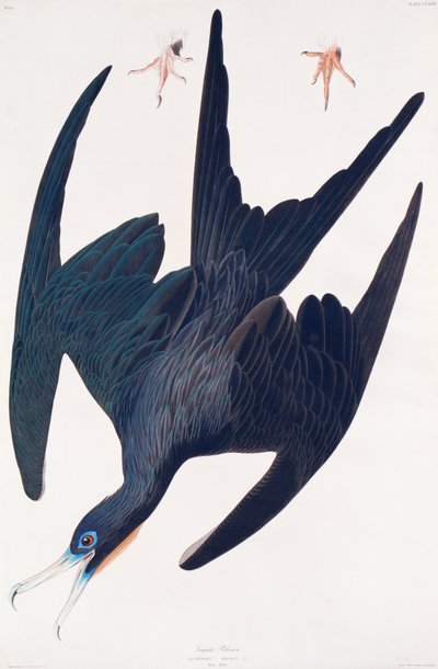 Frigate Penguin, illustration from Birds of America by John James Audubon